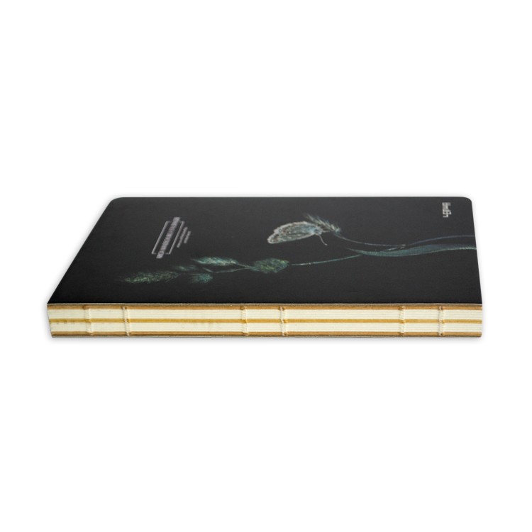 Lenwa sketchbook Butterfly Aricia mandschurica staudinger 3-750x750